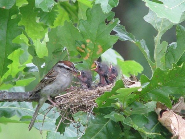Chipping Sparrow feeding young in oak tree. Photo copywrite 2010 by Jenni Dyar.