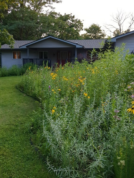 backyard pollinators