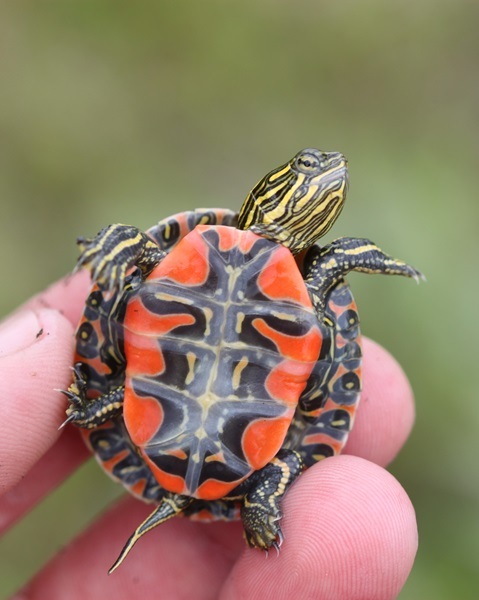 Western painted turtle plastron by Ryan Rasmussen, MSIM Program