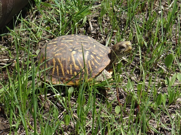 Ornate box turtle, photo by Holly Howard, MSIM Program.