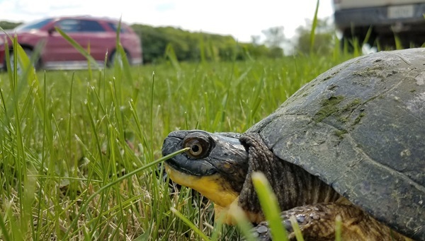 Blanding's turtle crossing road. Photo by Iowa DNR.