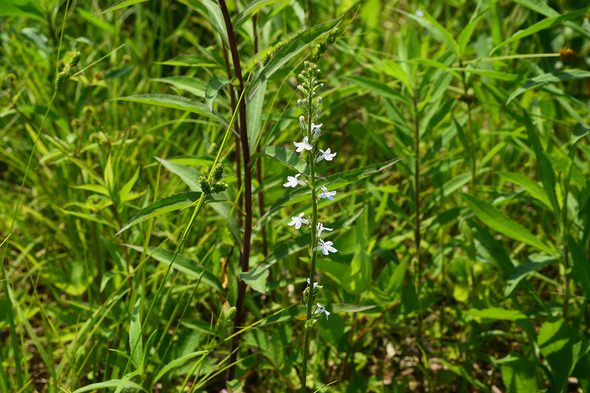 Pale spiked lobelia flowering at Rock Creek Wildlife Area