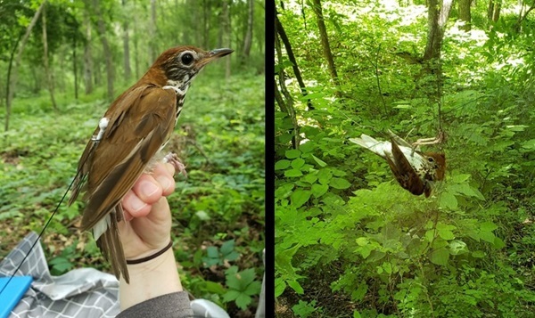 Left: A Wood Thrush fitted with a Motus tag. Right: A Wood Thrush caught safely in a mist net.