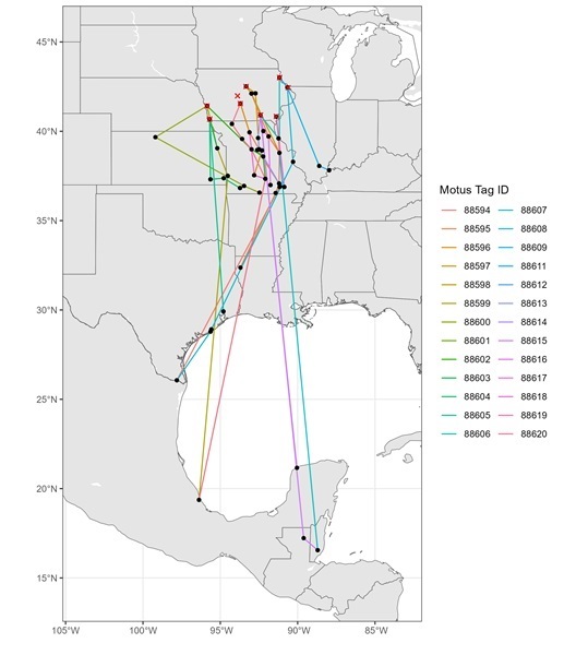Map showing migration routes of Wood Thrush tagged in Iowa in 2024 that were detected at Motus stations during the 2024 fall migration.