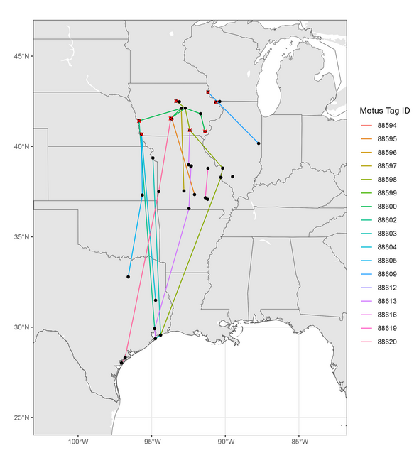 Map showing migration routes of Wood Thrush tagged in Iowa in 2024 that were detected at Motus stations during spring migration in 2025.