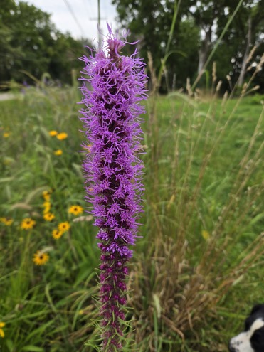 Prairie Blazing Star