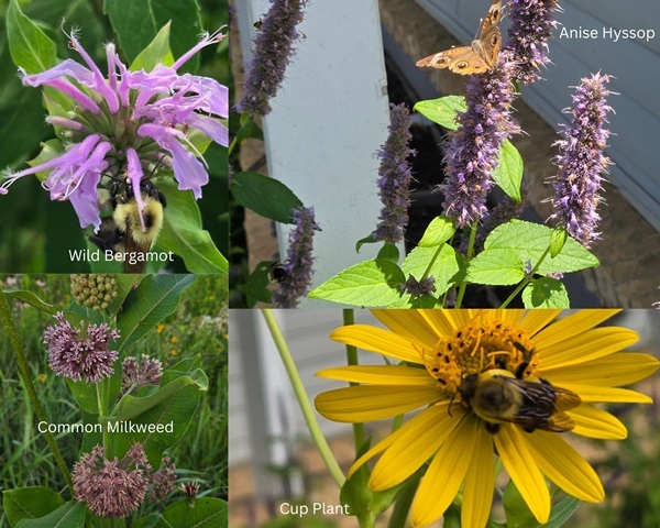 Photos of 4 wildflowers that can spread