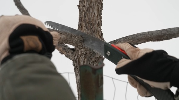 winter tree pruning