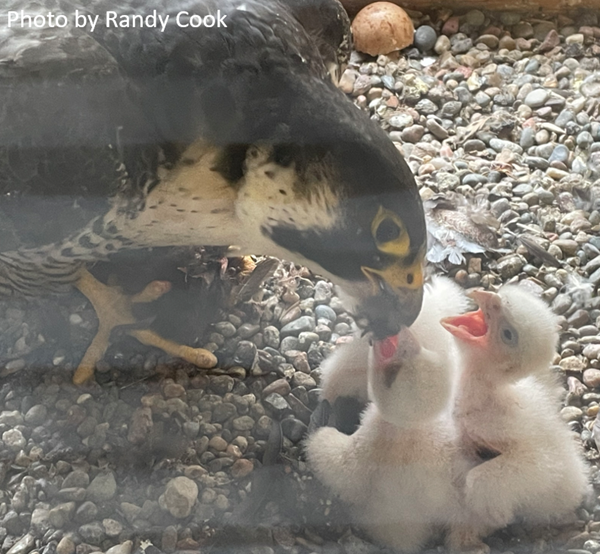 Peregrine Falcon feeding chicks in nest, image by Randy Cook.