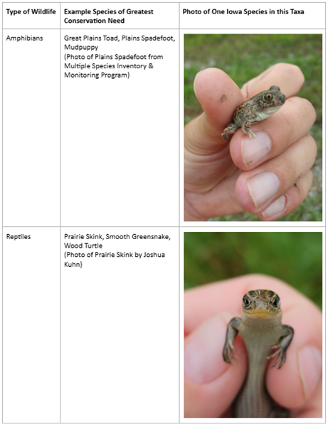 This is a table of wildlife species included in the Iowa Wildlife Action Plan showing Amphibians and Reptiles.