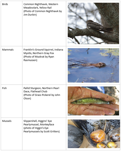 This is a table of wildlife species included in the Iowa Wildlife Action Plan showing birds, mammals, fish, and mussels.