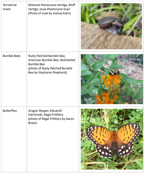 This is a table showing species in the Iowa Wildlife Action Plan showing terrestrial snails, bumble bees, and butterflies.