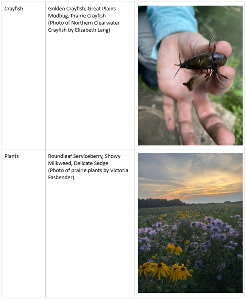 This is a table of species in Iowa's Wildlife Action Plan showing crayfish and plants.