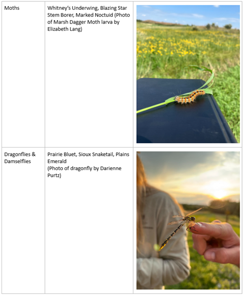 This is a table of wildlife species in Iowa's Wildlife Action Plan showing moths and dragonflies and damselflies.
