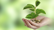 Hand holding coins with a small green plant growing from them, symbolizing grants.