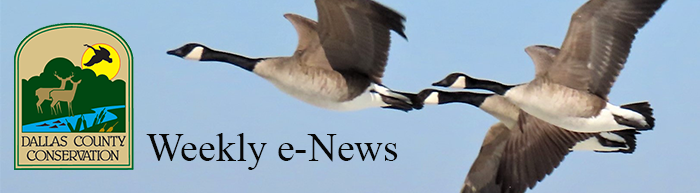 Canadian Geese Ray Harden