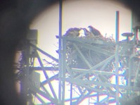 Ospreys in nest