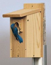 Bluebird house