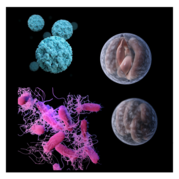 microscopic view of microorganisms