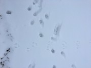 Animal footprints in snow