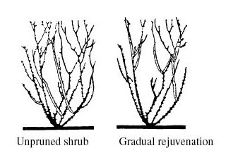 Diagram of shrubs