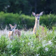 Doe and fawn