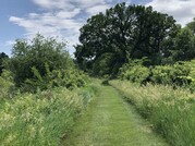 Grassy path with sunny sky