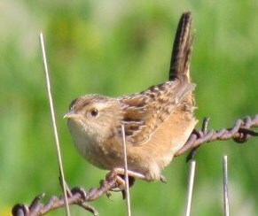 Wren on stem of prairie grass