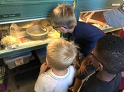 Boys looking at snake in tank