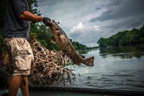 Man catching fish on the river