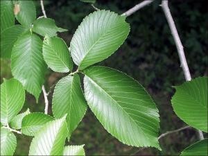 Slippery Elm leaf