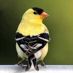 American Goldfinch-male
