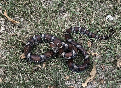 Milk Snake at Kuehn