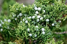 Eastern redcedar cones