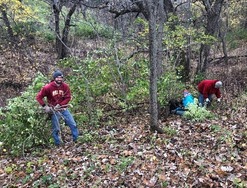 Volunteers clearing invasive species at Voas Nature Area
