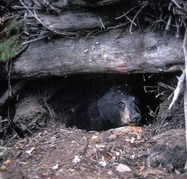A black bear in its den (photo from North American Bear Center)
