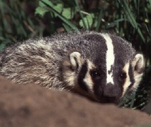The American badger  (photo from Iowa DNR)