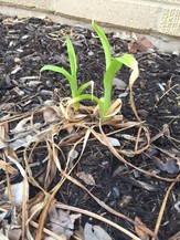 Signs of life in the Discovery Garden at the Robert A. Lee Recreation Center