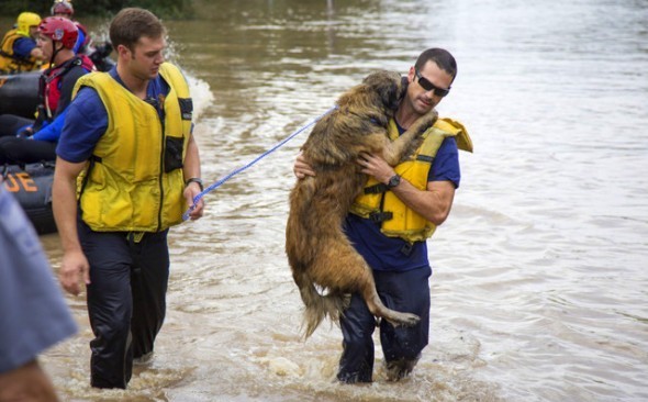 Dog in flood