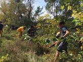 An image of volunteers removing invasive species in Iowa City. 