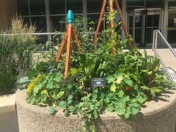 Image of an edible planter outside of City Hall