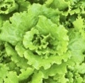 Close-up photo of lettuce