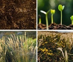 4 photos of prairie plantings