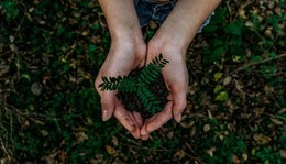 pair of hands holding small plant