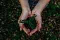 pair of hands holding small plant