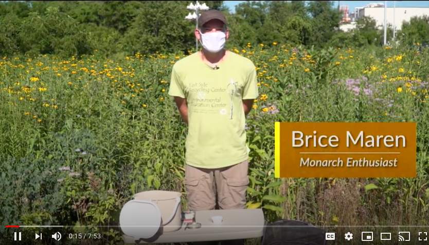 Image of YouTube video on raising monarch butterflies is shown. 
