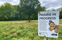 Prairie is shown in Kiwanis Park in Iowa City. 