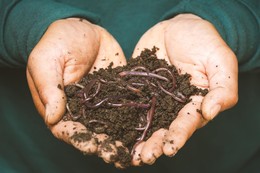 hands holding pile of dirt with earthworms