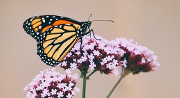 monarch butterfly photo