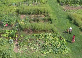 Gardeners tend their community garden plots